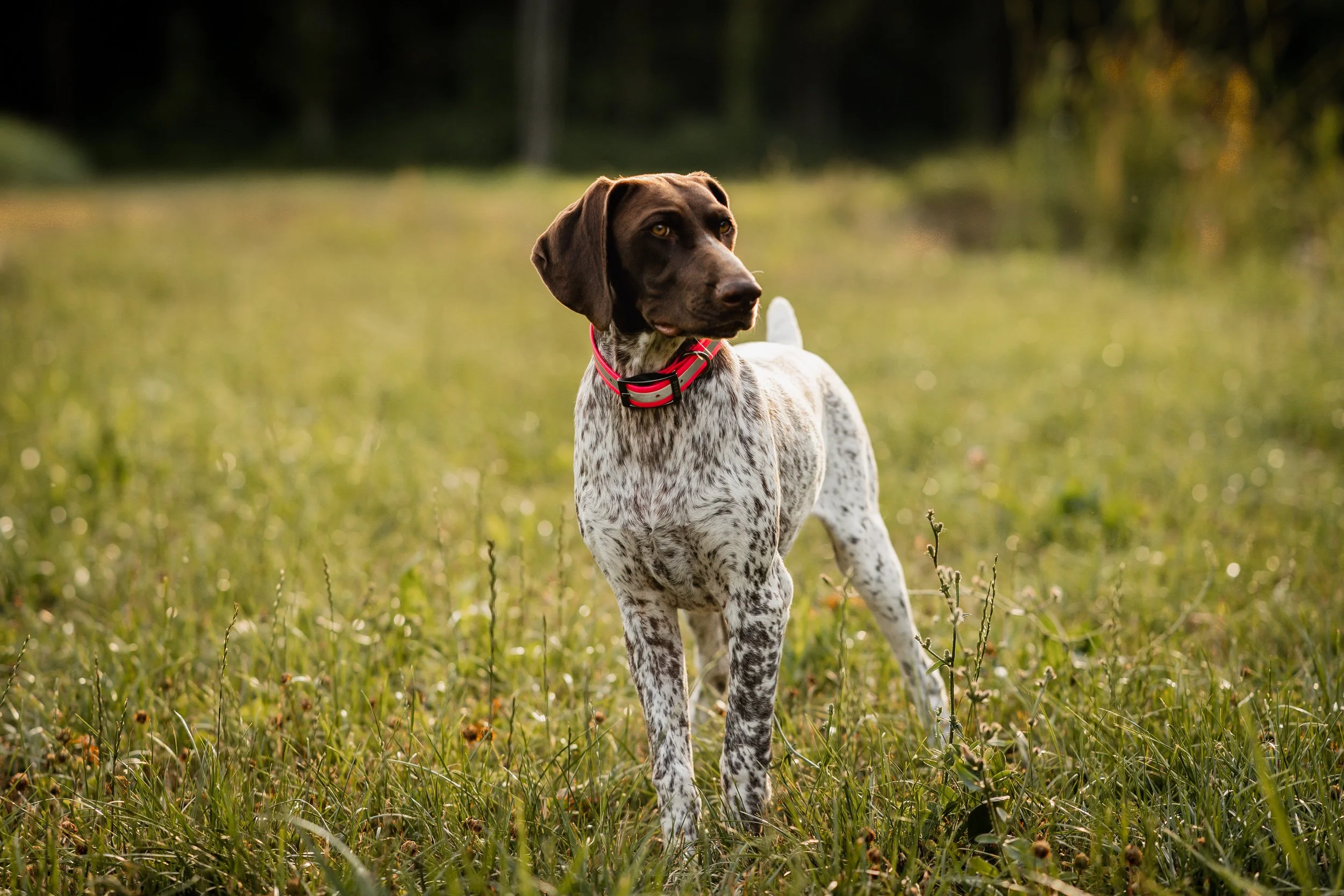 Pointer