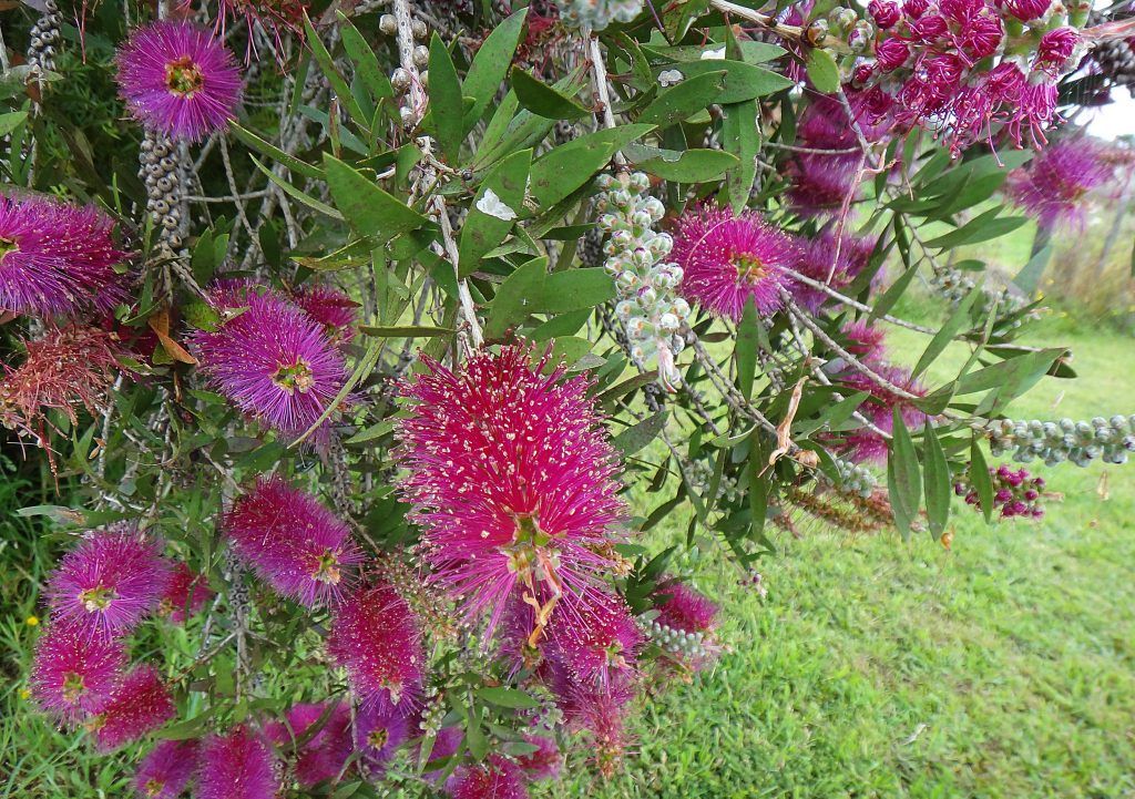 Bottle Brush - Purple