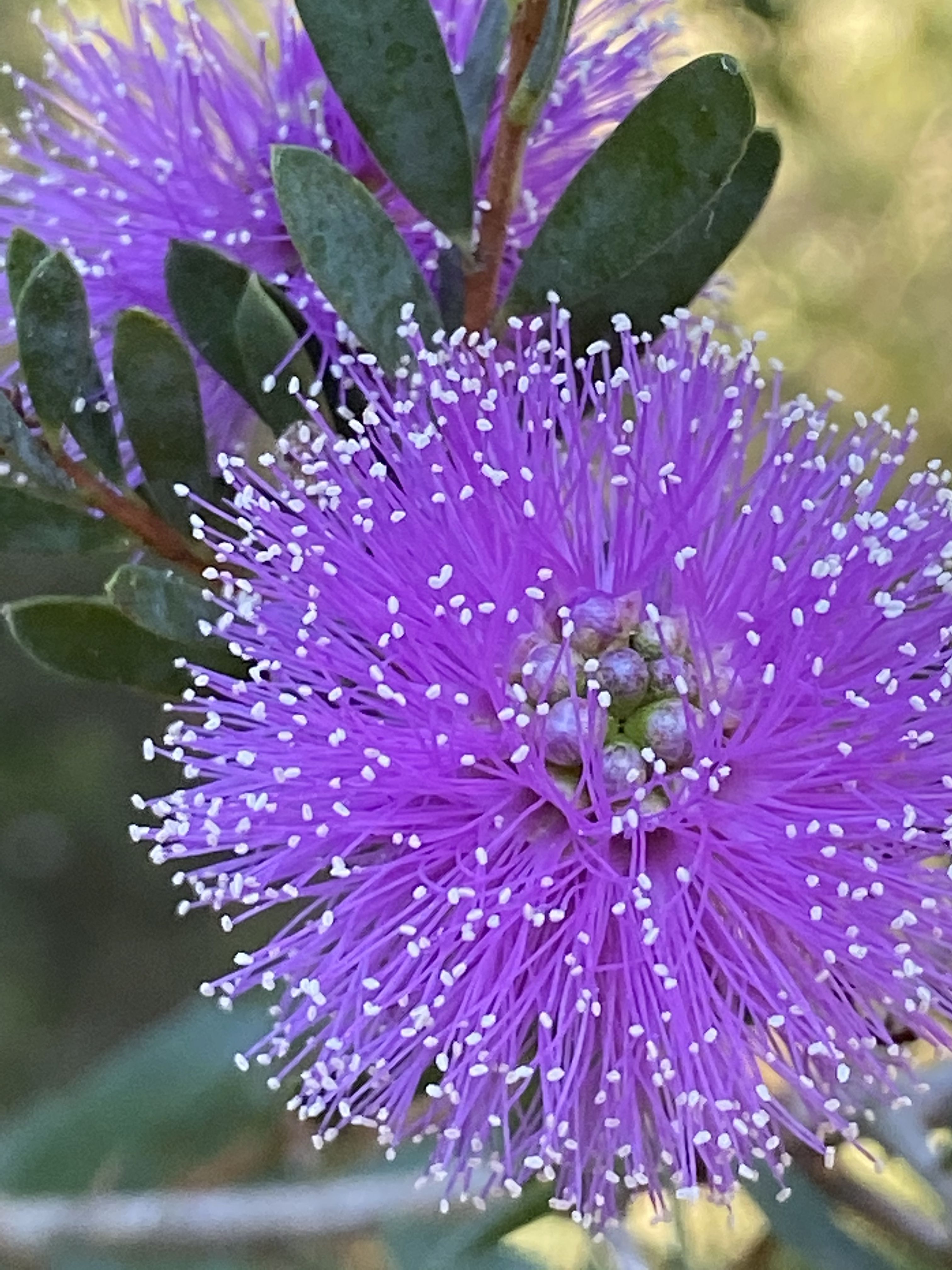 Bottle Brush - Purple